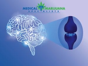 endocannabinoids and marijuana
