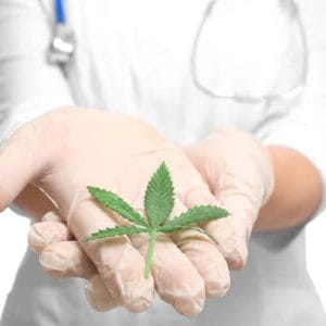 marijuana leaf in doctor hands