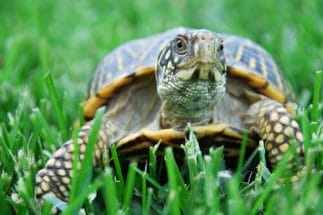turtles representing slow progress