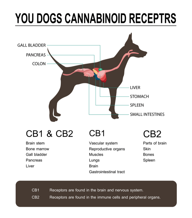 canine endocannabinoid receptors