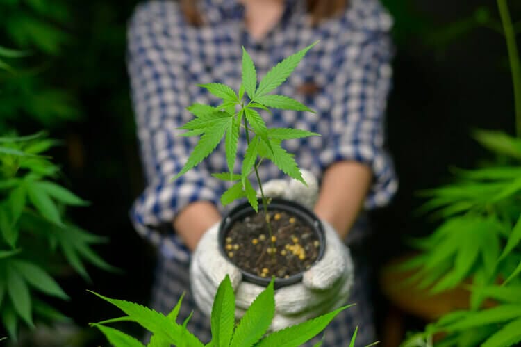 Pennsylvania medical cannabis grower